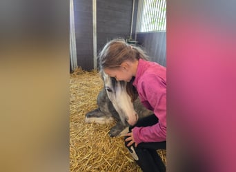 Welsh-A, Giumenta, 4 Anni, 123 cm, Leardo