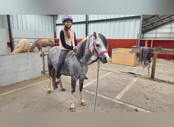 Welsh-A, Giumenta, 4 Anni, 123 cm, Leardo