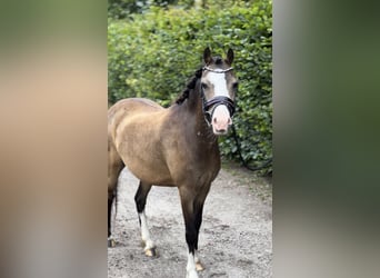 Welsh-A, Giumenta, 5 Anni, 113 cm, Falbo