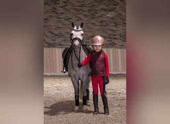 Welsh-A, Giumenta, 5 Anni, 116 cm, Grigio