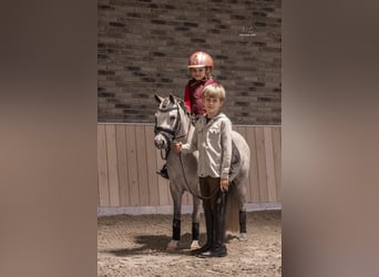 Welsh-A, Giumenta, 5 Anni, 116 cm, Grigio