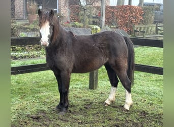 Welsh-A, Giumenta, 5 Anni, 118 cm, Baio nero