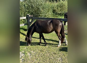 Welsh-A, Giumenta, 5 Anni, 118 cm, Baio nero