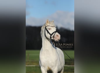 Welsh-A, Giumenta, 5 Anni, 120 cm, Cremello