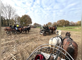 Welsh-A, Giumenta, 5 Anni, 120 cm, Roano rosso