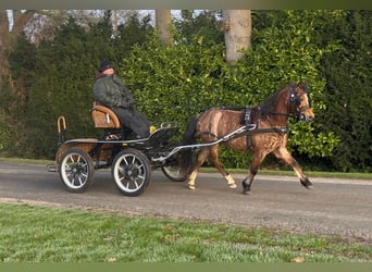 Welsh-A, Giumenta, 5 Anni, 120 cm, Roano rosso