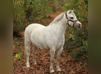 Welsh-A, Giumenta, 5 Anni, 122 cm, Grigio