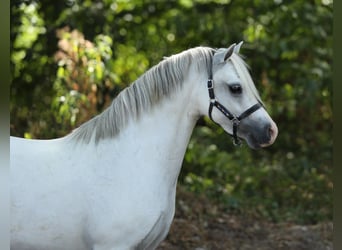 Welsh-A, Giumenta, 6 Anni, 117 cm, Grigio