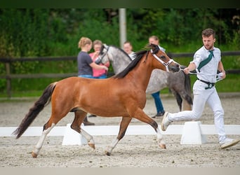 Welsh-A, Giumenta, 6 Anni, 120 cm, Baio