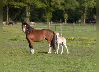 Welsh-A, Giumenta, 6 Anni, 120 cm, Baio