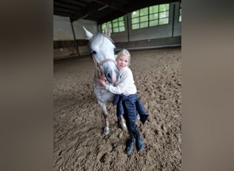 Welsh-A, Giumenta, 6 Anni, 122 cm, Grigio pezzato