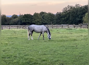 Welsh-A, Giumenta, 6 Anni, 122 cm, Grigio pezzato