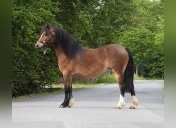 Welsh-A, Giumenta, 7 Anni, 116 cm, Baio