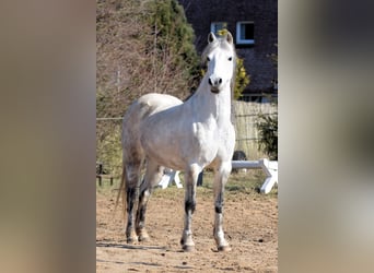 Welsh-A, Giumenta, 7 Anni, 123 cm, Grigio