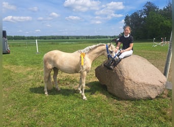 Welsh-A, Giumenta, 7 Anni, 123 cm, Palomino
