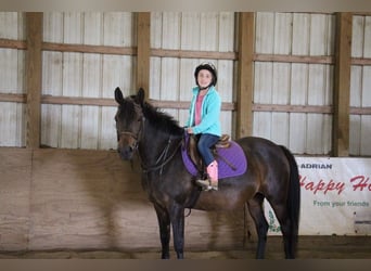 Welsh-A, Giumenta, 7 Anni, 147 cm, Baio ciliegia