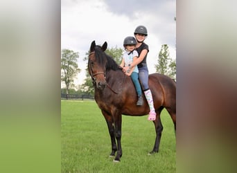 Welsh-A, Giumenta, 7 Anni, 147 cm, Baio ciliegia
