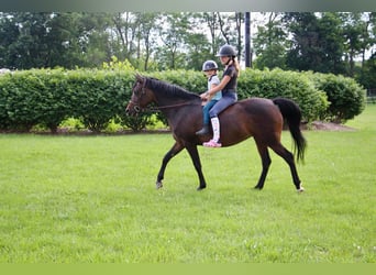 Welsh-A, Giumenta, 7 Anni, 147 cm, Baio ciliegia