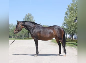 Welsh-A, Giumenta, 7 Anni, 147 cm, Baio ciliegia