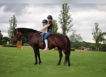 Welsh-A, Giumenta, 7 Anni, 147 cm, Baio ciliegia