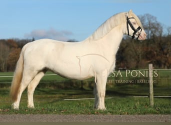 Welsh-A, Giumenta, 8 Anni, 118 cm, Cremello