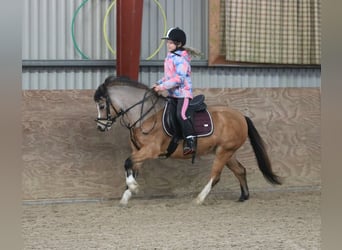 Welsh-A, Giumenta, 8 Anni, 120 cm, Falbo