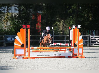 Welsh-A, Giumenta, 8 Anni, 125 cm, Sauro