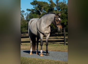 Welsh-A, Giumenta, 8 Anni, 135 cm
