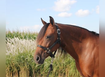 Welsh-A Mix, Giumenta, 8 Anni, 140 cm, Baio ciliegia