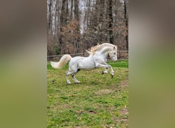 Welsh-A, Hengst, 10 Jaar, 122 cm, Schimmel