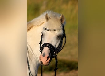 Welsh-A, Hengst, 10 Jahre, 124 cm, Schimmel