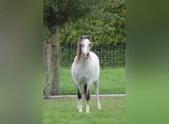 Welsh-A, Hengst, 12 Jahre, 119 cm, White