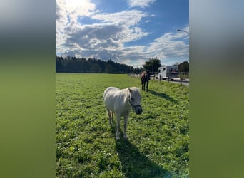 Welsh-A, Hengst, 13 Jahre, Schimmel