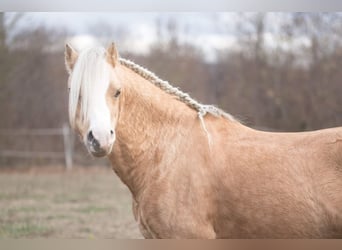 Welsh-A, Hengst, 15 Jahre, 122 cm, Palomino
