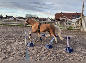 Welsh-A, Hengst, 15 Jahre, 122 cm, Palomino