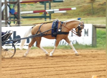 Welsh-A, Hengst, 15 Jahre, 122 cm, Palomino