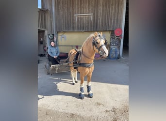 Welsh-A, Hengst, 15 Jahre, 122 cm, Palomino