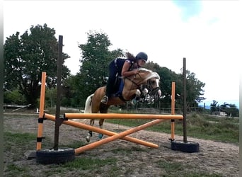 Welsh-A, Hengst, 16 Jahre, 122 cm, Palomino
