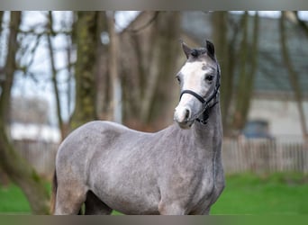 Welsh-A, Hengst, 1 Jaar, 105 cm