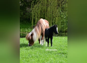 Welsh-A, Hengst, 1 Jaar, 110 cm, kan schimmel zijn