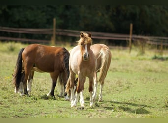 Welsh-A, Hengst, 1 Jaar, 116 cm, Roodvos