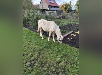 Welsh-A, Hengst, 1 Jaar, 118 cm, Palomino
