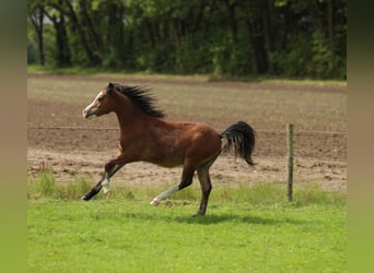 Welsh-A, Hengst, 1 Jaar, 119 cm, Bruin