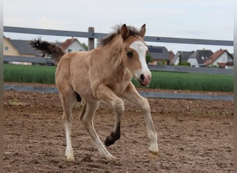 Welsh-A Mix, Hengst, 1 Jaar, 120 cm, Buckskin