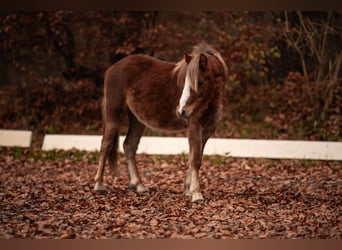 Welsh-A, Hengst, 1 Jaar, 120 cm, Vos