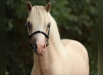 Welsh-A, Hengst, 1 Jaar, 122 cm, Palomino