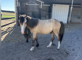 Welsh-A, Hengst, 1 Jaar, 125 cm, Buckskin