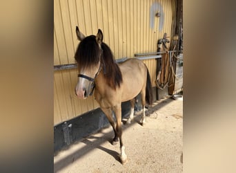 Welsh-A, Hengst, 1 Jaar, 125 cm, Buckskin