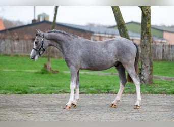 Welsh-A, Hengst, 1 Jahr, 105 cm