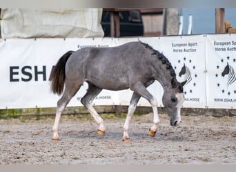 Welsh-A, Hengst, 1 Jahr, 105 cm